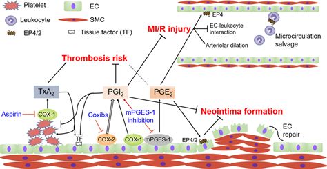 Cardiovascular Biology of Prostanoids and Drug Discovery ...