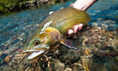 Sunday Classic / How to Fly Fish Straight Sections of Trout Water - Fly ...