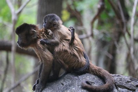 Le cas déchirant d'un singe avec un bébé handicapé - ReelNouvelles