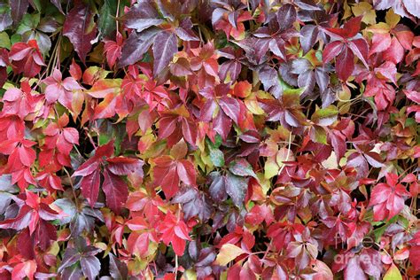 Virginia Creeper Wall Photograph by Carol Groenen