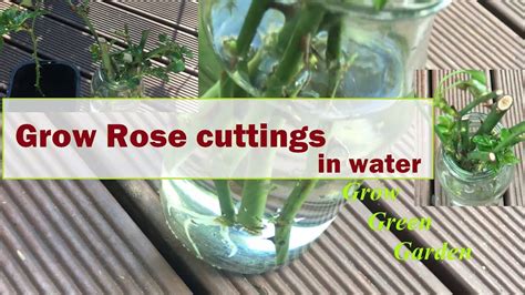 How Long Does It Take For A Rose Cutting To Root In Water