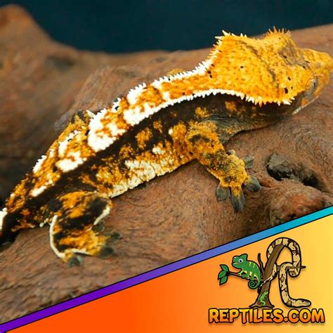 halloween crested gecko morphs for sale halloween crested geckos