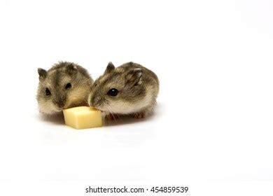 513 Hamster Eat Cheese Images, Stock Photos & Vectors | Shutterstock