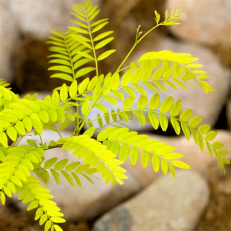 Gleditsia triacanthos Sunburst - Golden Honey Locust Tree