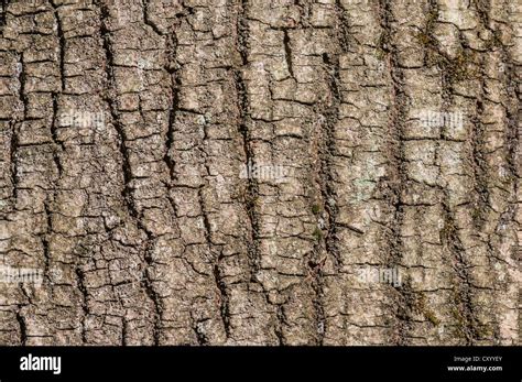 Black alder alnus glutinosa bark hi-res stock photography and images ...