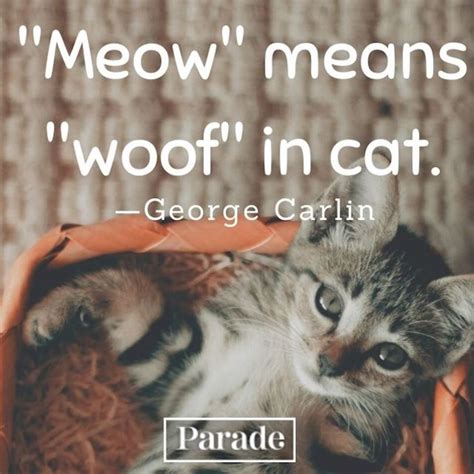 60 Cat Quotes — Best Quotes About Cats - Parade Pets