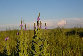 Glacial Ridge National Wildlife Refuge Facts for Kids