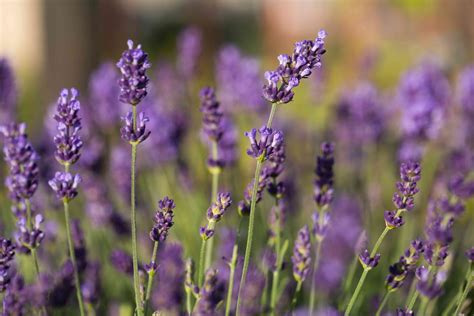 Lavender Plant Size