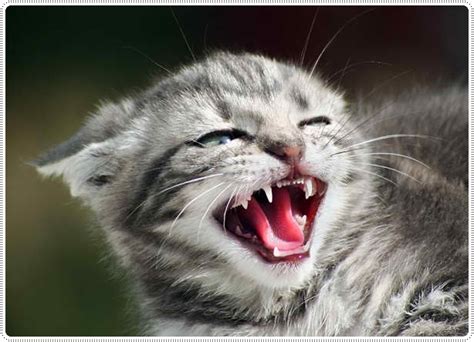 Funny Angry Cats 18 Cool Wallpaper - Funnypicture.org