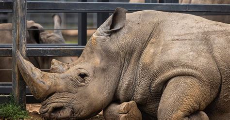 Rhinoceros Horns May Be Shrinking, According to a Recent Study