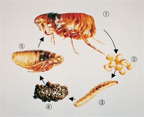 Fleas and the Flea Life Cycle | My Pet and I