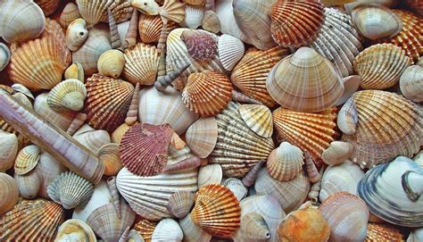 Extinction rate in bivalve mollusks is not entirely determined by ...