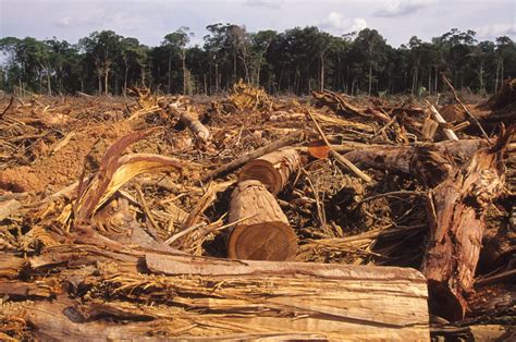 What's Ungreening the Forests? Causes and Effects of Deforestation