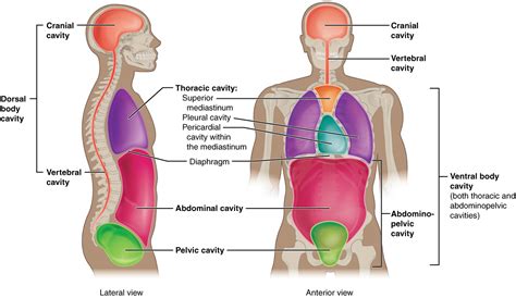 Body Cavities, Serous Membranes, and Tissue Membranes – Medical ...