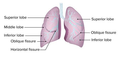 Anatomical Enlarged Human Pulmonary Alveoli Model for Medical Science ...