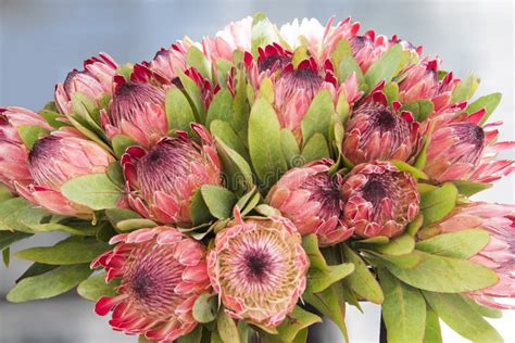 King Protea arrangement stock photo. Image of genus, national - 67051638