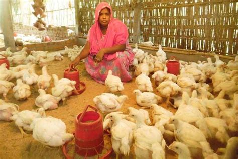 Supporting small poultry farmers | The Financial Express