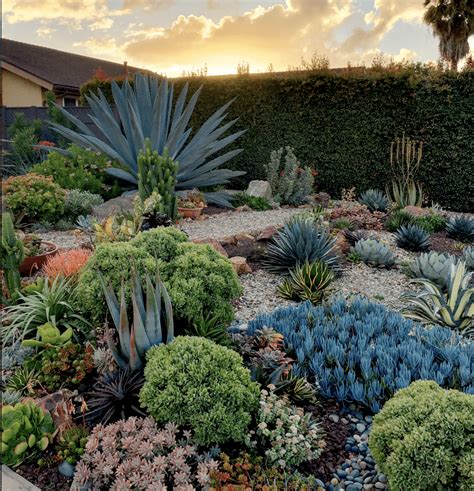 Ten Succulent Front Yard Essentials | Debra Lee Baldwin