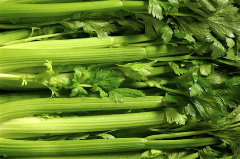 Celery: Planting, Growing, and Harvesting Celery Stalks | The Old ...