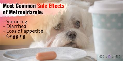 Alternatives to Metronidazole for Dogs – SOL CBD