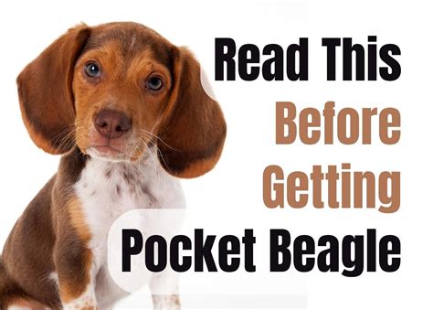 Consider These 13 Factors Before Purchasing a Pocket Beagle Puppy