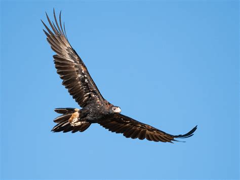 The Wonder of wedge-tails - Whiteman Park