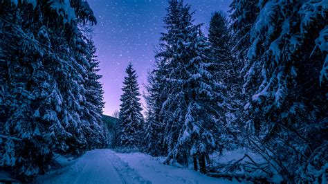 Winter Snowy Pine Trees Forest 4K Wallpaper