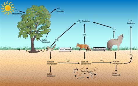 Terrestrial Carbon Cycle