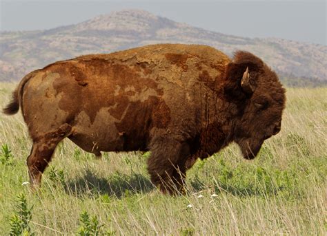 buffalo, Animals, Bison Wallpapers HD / Desktop and Mobile Backgrounds