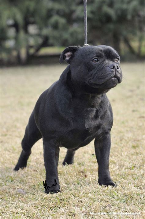 Avatar Black Colt #staffy #stafford #StaffordshireBullTerrier #dog ...