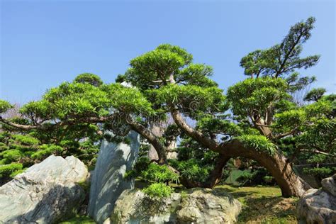 Chinese garden plant stock photo. Image of botany, natural - 23081896