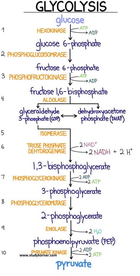 Glycolysis Flow Chart Introduction Pathway Diagram & Summary - StudyPK