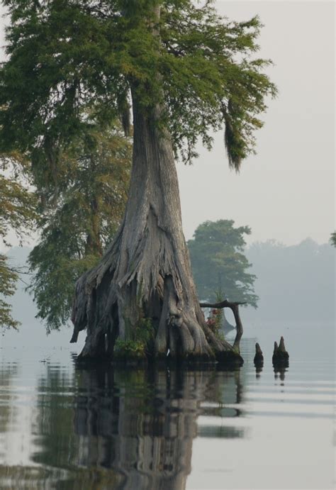 Wetlands Mapper | U.S. Fish & Wildlife Service