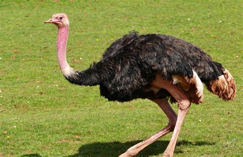 The flightless bird has gifted legs! | Times Knowledge India