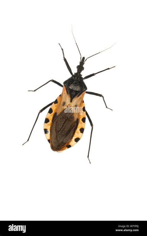 Triatoma dimidiata hi-res stock photography and images - Alamy