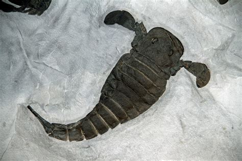 Written In Stone...seen through my lens: The Eurypterid "Eurypterus ...