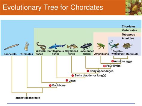 PPT - Chapter 25 Animal Evolution – The Chordates Sections 1-5 ...