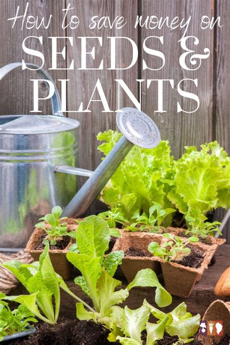 Gardening on a Budget: Seeds and Plants - The Kitchen Garten