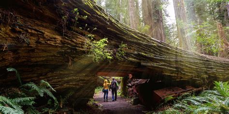 Best Places to See Redwoods | Via | Redwood forest california, Redwood ...