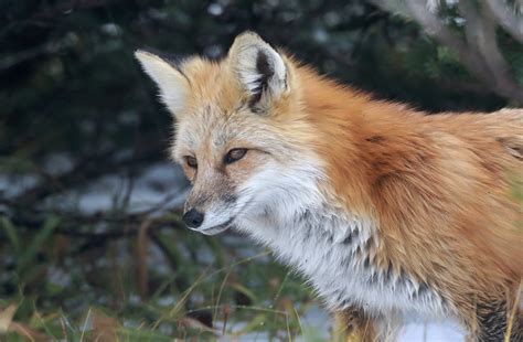 Tom Kogut Photography | Pacific Northwest: Wildlife (except birds)