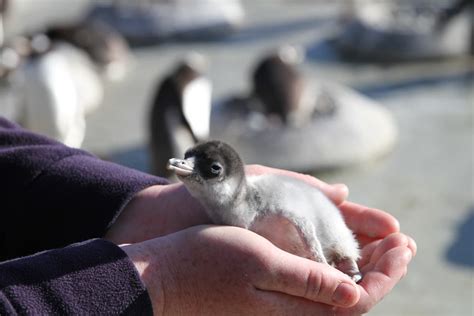 Penguin chicks hatch at city zoo | Evening Standard