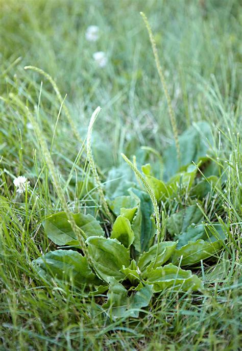 How To Identify Weeds In Your Garden | Fasci Garden