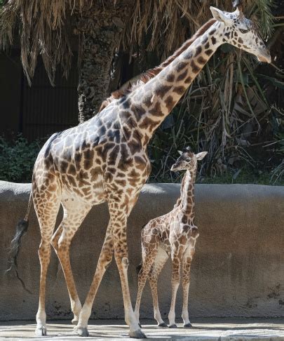 Slideshow: Things looking up as Los Angeles Zoo unveils baby giraffe ...