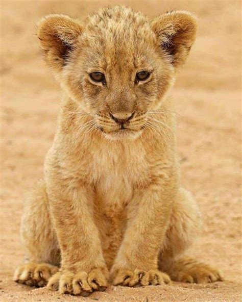 Pin by Maryse Pournin on Animaux | Cute lion, Lion cub, Baby animals ...