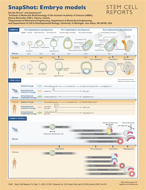 (PDF) SnapShot: Embryo models