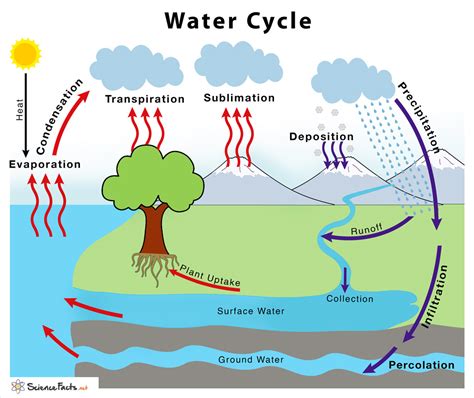 Water Cycle – Definition & Steps Explained With Simple Diagram