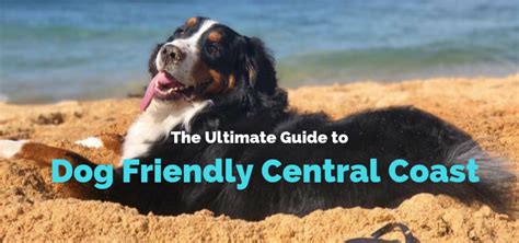 19 Best Dog Friendly Beaches, Bars and Walks in Central Coast (NSW)