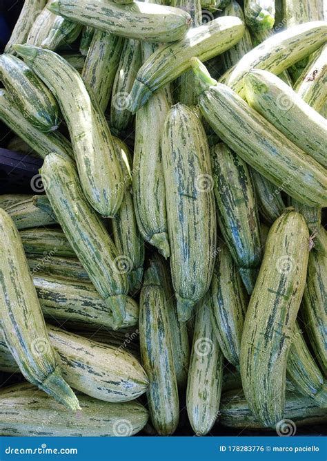 Zucchini Fruit Vegetables Freshness Vegetarian Stock Photo - Image of ...