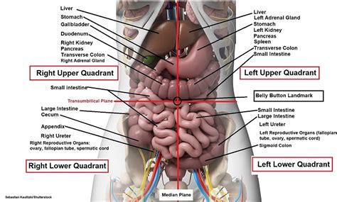 Four Abdominal Quadrants and Nine ... | Medical anatomy, Basic anatomy ...