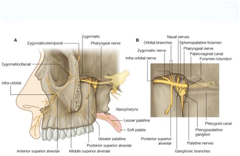 Sphenopalatine Ganglion (SPG) Blocks | SPG Blocks | Chicago